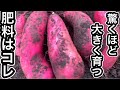 実際効果がすごかった！驚くほど大きく育つさつまいもの土作り、肥料はこれです