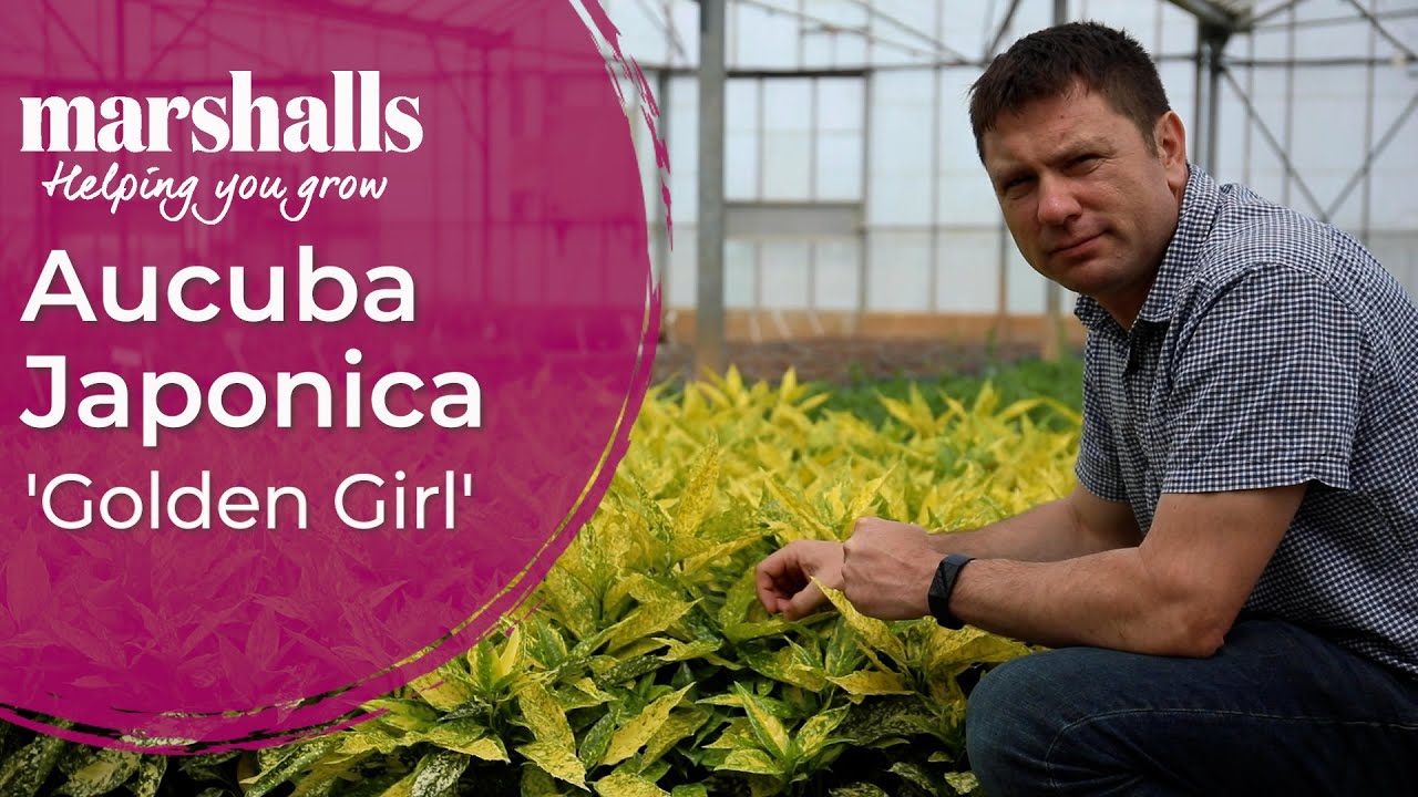 Aucuba japonica ‘Golden Girl’ 🌿 Bold Evergreen for Year-Round Colour | Marshalls Garden