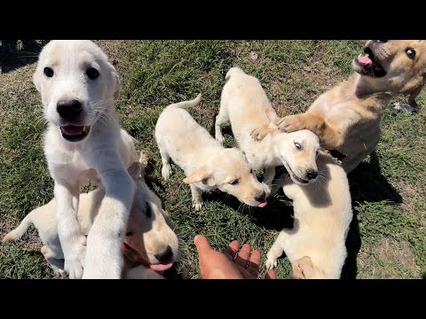 Acıkan Yavru Köpekler Bizi Yolda Karşılıyor