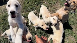 Hungry Puppies Are Welcoming Us On The Road