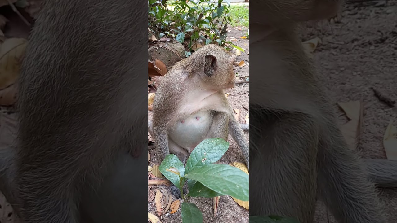 Dakota nearly on time to give a birth big pregnancy. 