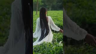 The Beautiful Gumaro Tea Plantation In Oromia