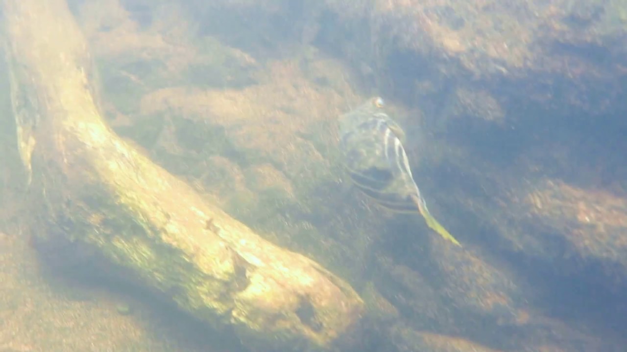 Tetraodon sp. foraging in the Cross River, Cameroon