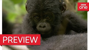 Silverback dad defends baby mountain gorilla - Animal Babies: Episode 3 Preview - BBC