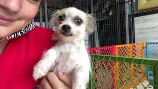 Gladys is a nugget.  Adopt her.