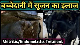 Tretment of Metritis/Endometritis in Cow Buffalo||पशुओं की बच्चेदानी में सूजन का इलाज