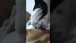 **"Pure Love Between Dog Dad and Son 🐾"**