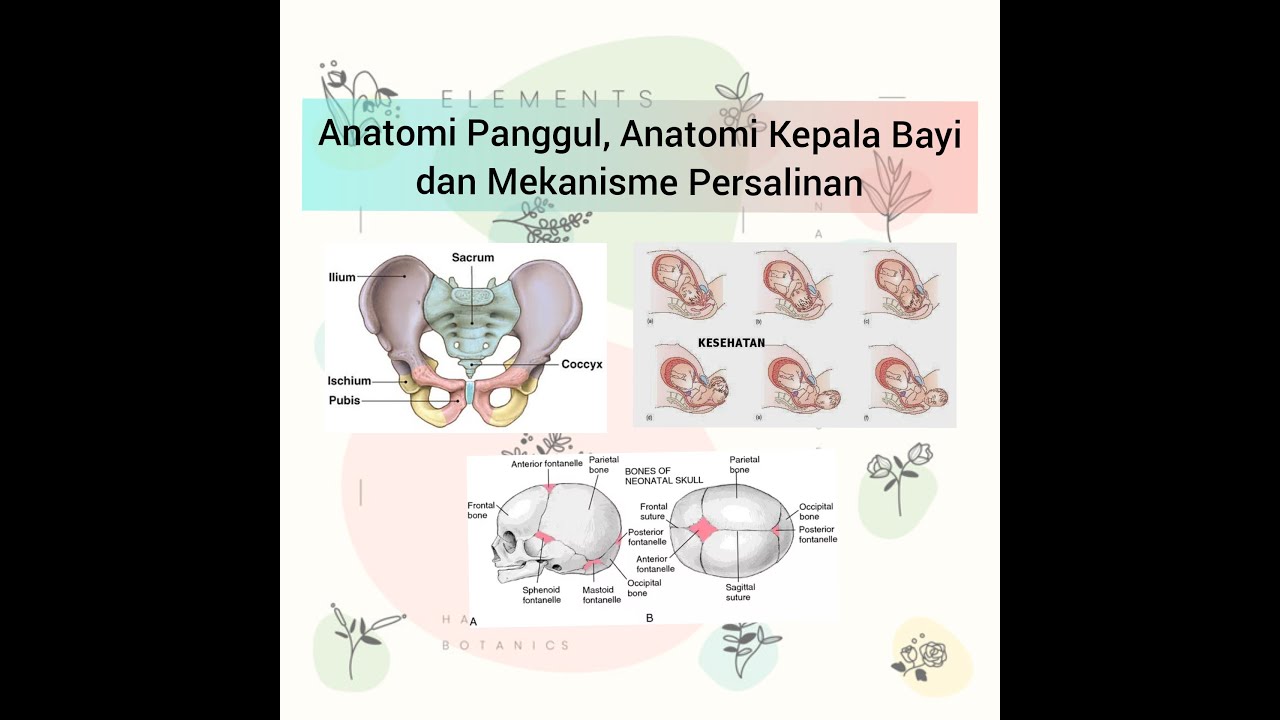 Anatomi Panggul, Anatomi Kepala Bayi dan Mekanisme Persalinan Normal