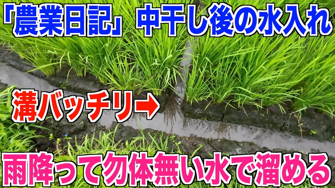 日本における農民層の分解（送料込） Mid-drying completed] We used rainwater to fill the rice fields. A