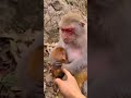 Baby Monkey BO BO Cute Monkey Funny Monkey Smart Monkey Videos #Shorts(1)