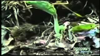 An Insect hunt a Snake.  Praying Mantis catching a Snake