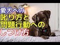 【愛犬のための知識】愛犬への叱り方と問題行動のしつけ方【犬を知る】