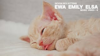 Cute Cats And Kittens Devon Rex Ewa, Emily, Elsa and their mothercat Stormi. Relaxing Music - 6 by Cute Cats Devon Rex 227 views 6 months ago 3 minutes, 16 seconds