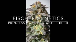 Fischer Genetics Princess Haze X Triangle Kush