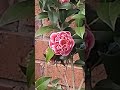 Camellia flower camellia  youtubeshorts flowers shortsgardentricks