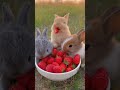 Baby Bunnies Eating Fresh Strawberries 🍓🐇 | Cutest Bunny Video Ever! #catreaction #funnycatvideo