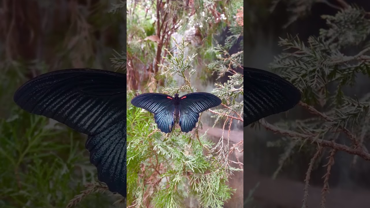 Watch a Breathtaking Butterfly 🦋