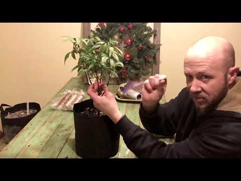 Toothpicking Cannabis | LST Method