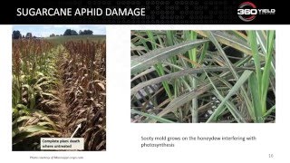 Webinar: Early spring diseases in wheat and sorghum