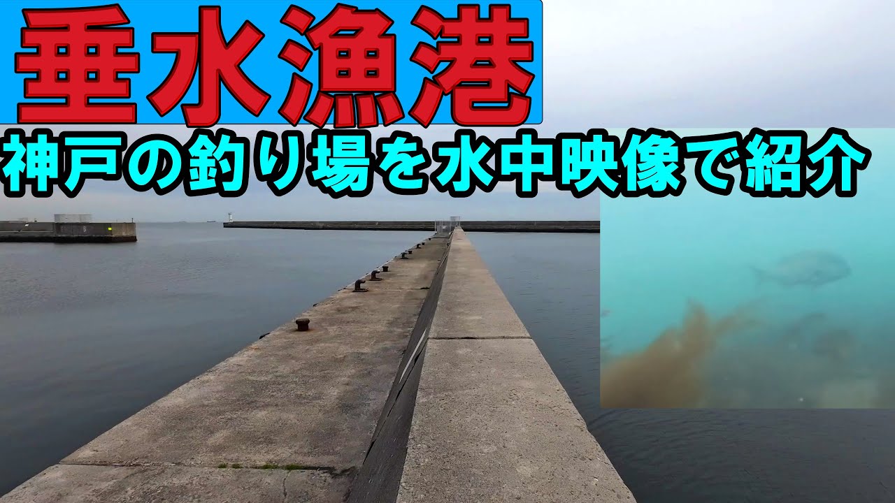 【2025年春　最新】垂水漁港の釣りポイントを水中映像で紹介！神戸の釣り場を攻略