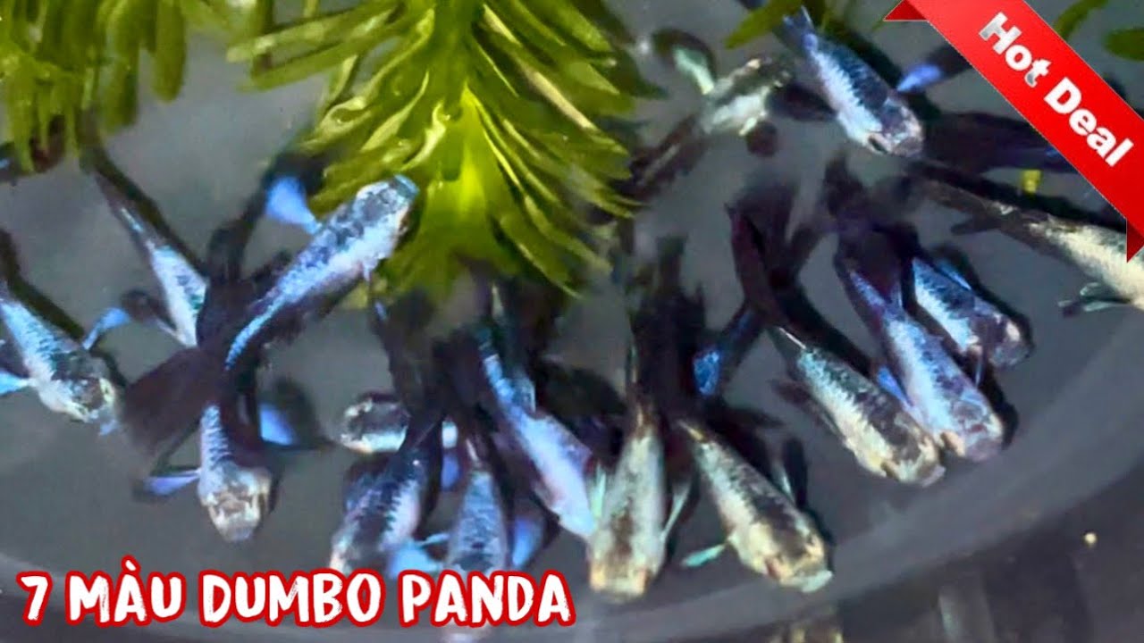 Lên Nhiều Combo Cá 7 Màu Giá Rẻ Và Dòng Dumbo Panda | Guppy | Phúc Phan ...