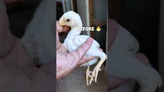 🐣 To 🐓 Parrot Beak Temper Tail Aseel Growth Transformation