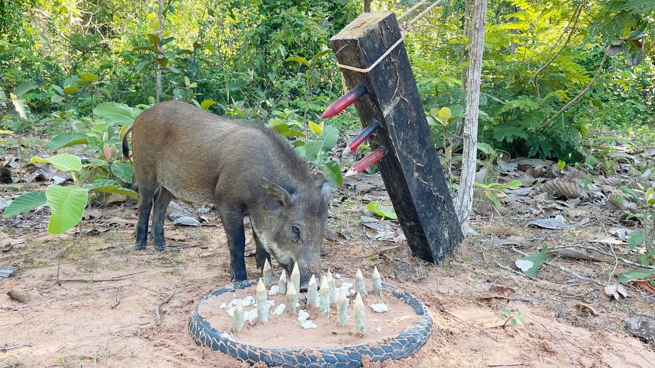 Build Underground Wild boar Trap Using Wood & Deep Hole 