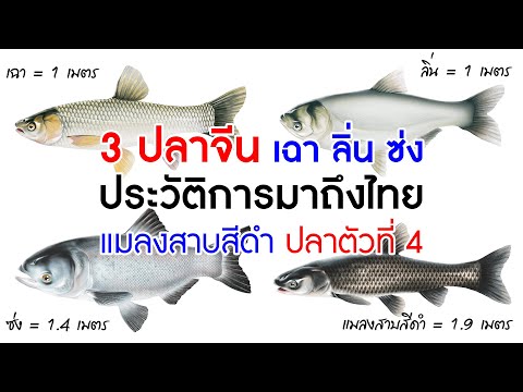 3 ปลาจีน เฉา ลิ่น ซ่ง ประวัติการมาถึงไทย & บอสของปลาจีนตัวที่ 4 แมลงสาบสีดำ