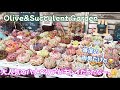 【多肉植物】Olive &Succulent Garden ハナベリアがキレイだったなー。👍