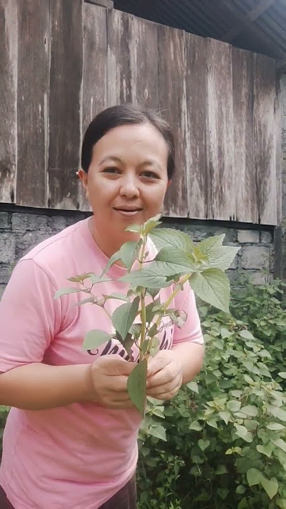 Ambil sayur mayana/bulunangko