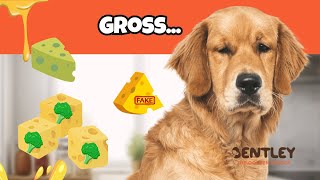 My Dog Tries Vegan Cheese