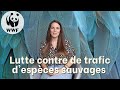 Travailler au wwf france contre le trafic despces sauvages