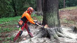 TOTAL DEPLOYMENT HUSQVARNA 560XP WOODCUTTER AND CHAIN ​​SAW