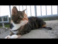 Sheena - That Dam Manx Cat! の動画、YouTube動画。