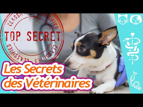 Vidéo: 13 chiens dont les emplois sont plus importants que vous