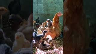 കോഴിയമ്മ #ytshorts #shorts #hen #poultry #farming