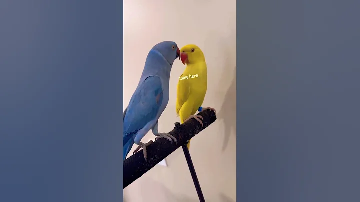 "Indian Ringneck Parrot Talking and Care Tips" #parrot #ringneckparrot #shorts