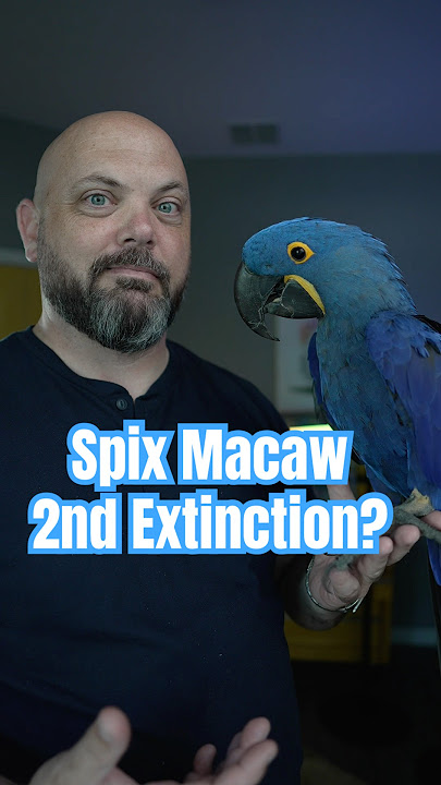 The Spix macaw is facing a potential second extinction in 2025