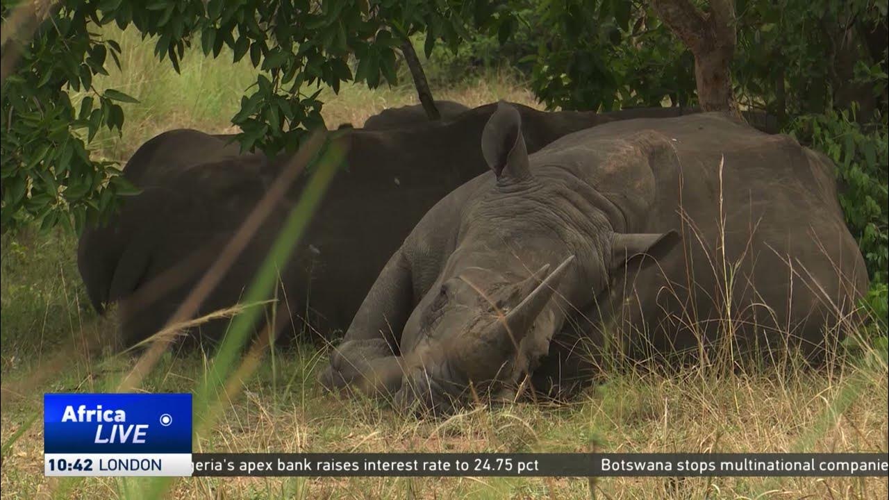 Uganda to reintroduce white rhino into the wild