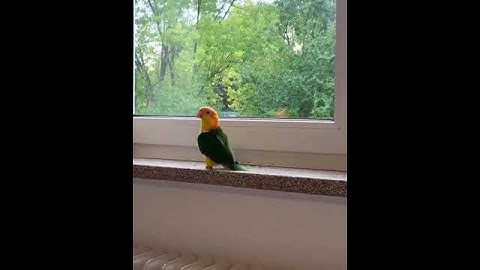 Thumbnail of Bird March #meme #funny #memesdaily