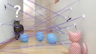 Cat vs string MAZE - funny Cats challenge by FurryFritz - Catographer 4,105 views 3 years ago 2 minutes, 16 seconds