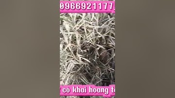 Bí quyết diệt trừ cỏ tranh,cỏ gấu tận gốc,không mọc lại