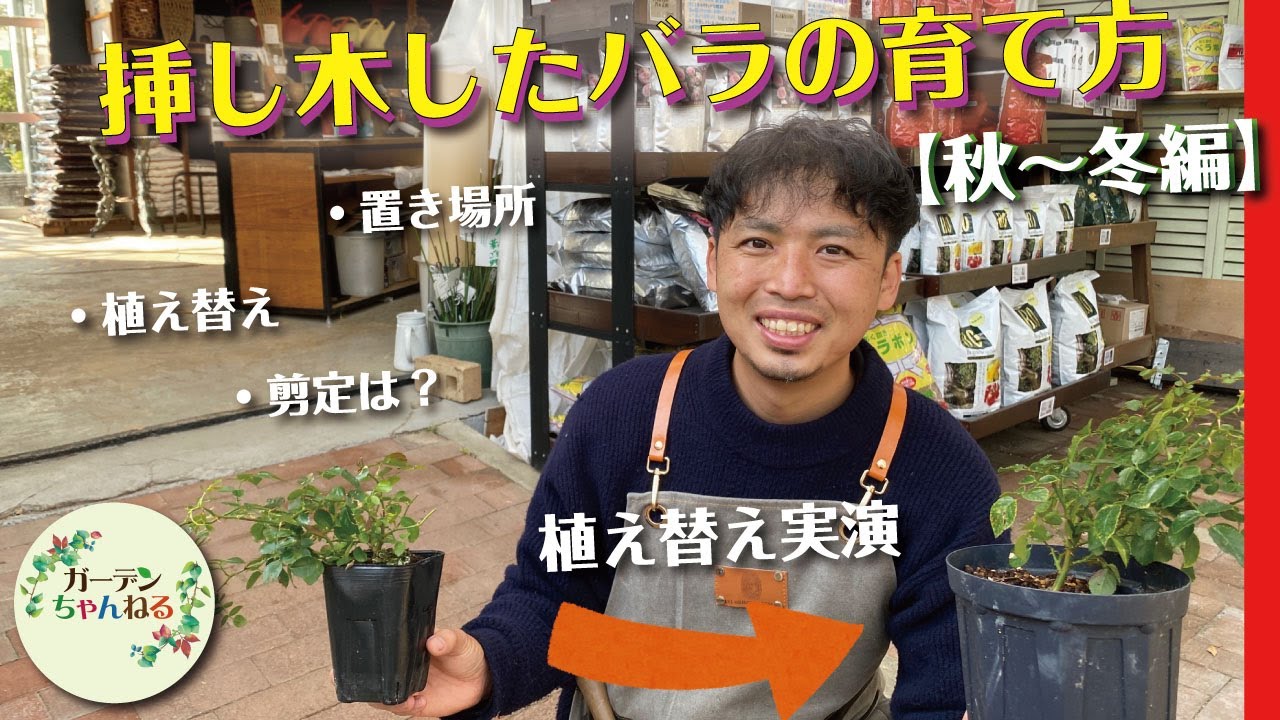 可愛がりすぎ注意 挿し木したバラの育て方について解説します バラの挿し木 Youtube