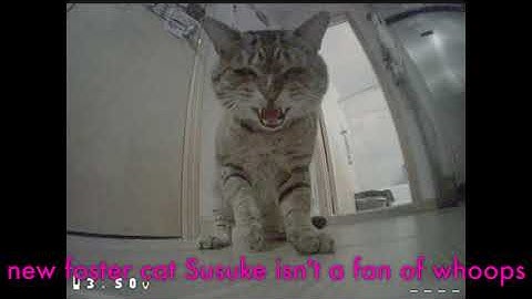 #IGOW4 week 12 - no barani massacre for me thx