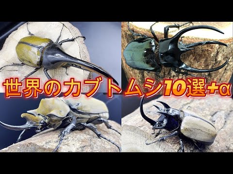 世界のカブトムシ紹介１０選 α