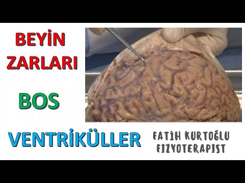 Beyin Zarları-Bos-Ventriküller | ANATOMİ SİSTEMLER KONU ANLATIMI -9