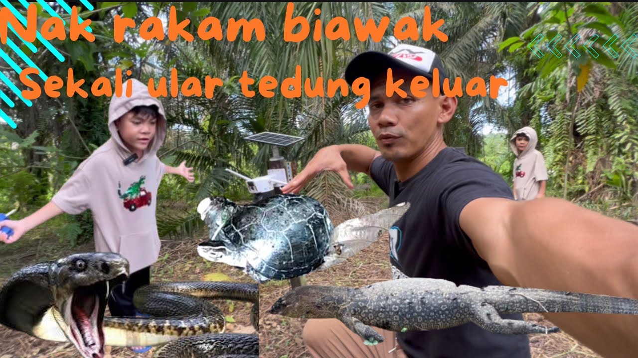 Nak rakam biawak, binatang  lain pulak keluar, menakut pulak tu