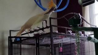 Xander  preening jack