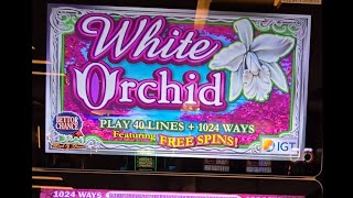 White Orchid bonus gets me a repeat of free spins! 