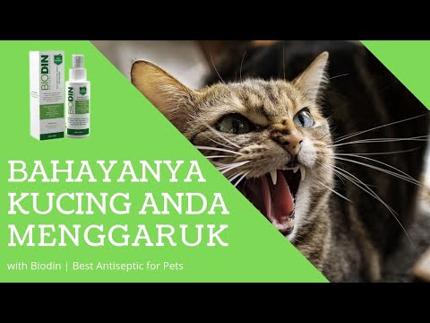 Video: Apa Gaya Menggaruk Kucing Anda?